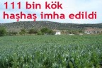 111 bin kök haşhaş imha edildi