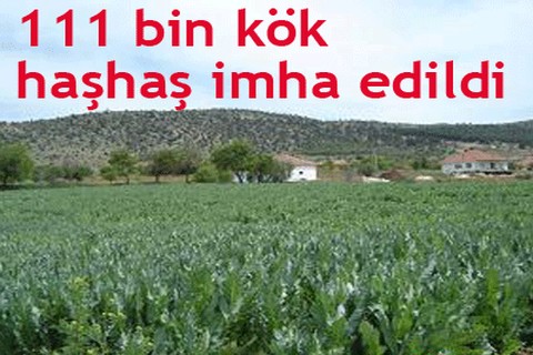 111 bin kök haşhaş imha edildi