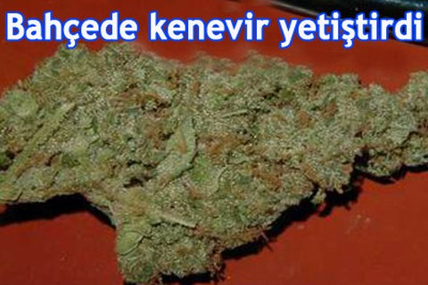 Bahçede kenevir yetiştirdi
