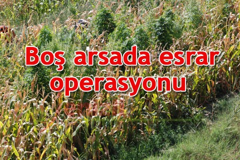 Boş arsada esrar operasyonu