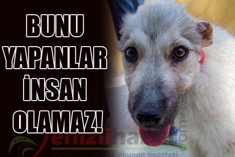 BUNU YAPANLAR İNSAN OLAMAZ!