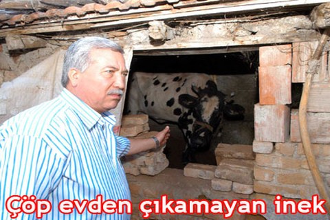 Çöp evden çıkamayan inek