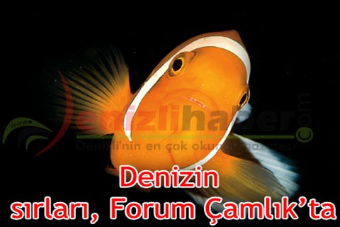 Denizin sırları, Forum Çamlık’ta