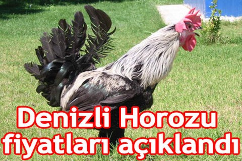 Denizli Horozu fiyatları açıklandı