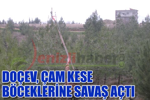 DOÇEV, çam kese böceklerine savaş açtı