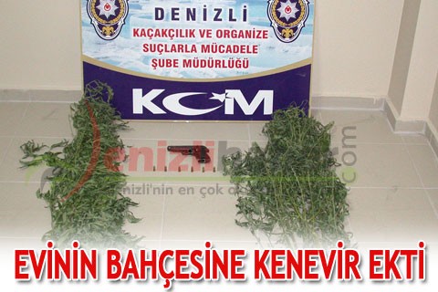 Evinin bahçesine kenevir ekti
