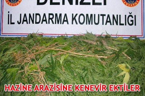 HAZİNE ARAZİSİNE KENEVİR EKTİLER