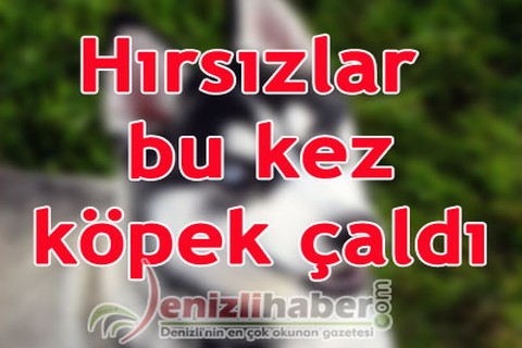 Hırsızlar bu kez köpek çaldı