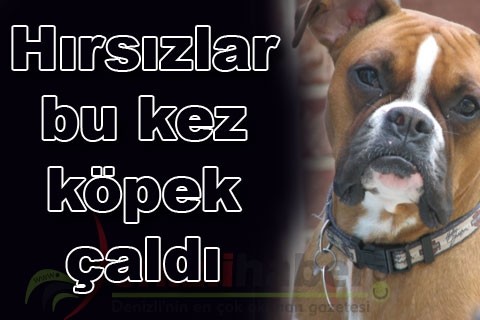 Hırsızlar bu kez köpek çaldı