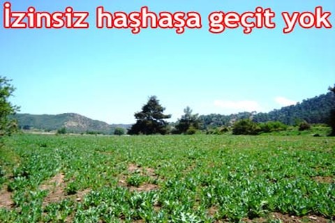 İzinsiz haşhaşa geçit yok