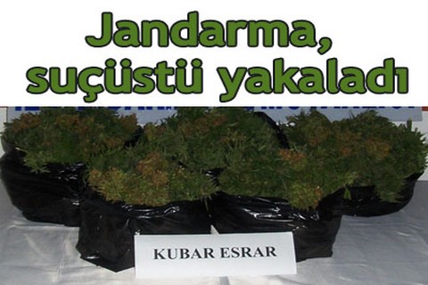Jandarma, suçüstü yakaladı