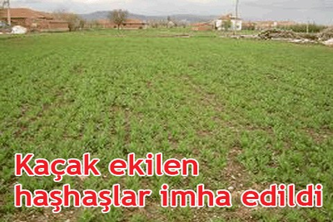 Kaçak ekilen haşhaşlar imha edildi