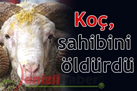 Koç, sahibini öldürdü