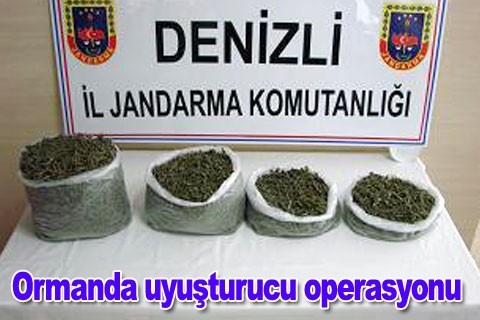 Ormanda uyuşturucu operasyonu