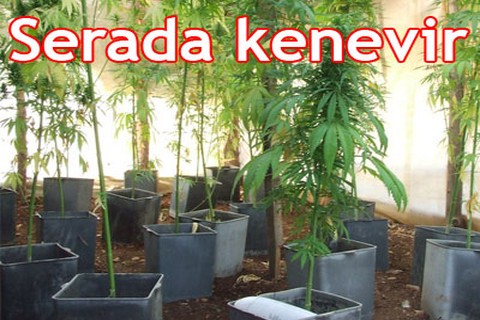 Serada kenevir
