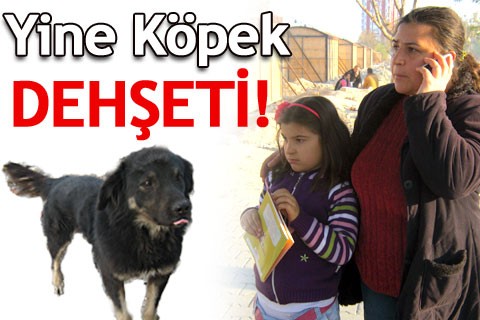 Sokak köpeği 7 yaşındaki çocuğa saldırdı