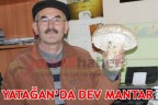 YATAĞAN’DA DEV MANTAR