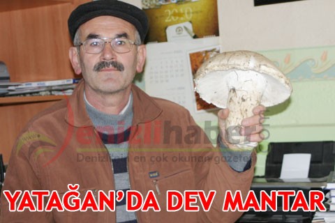 YATAĞAN’DA DEV MANTAR