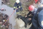 İftaiyeden KEÇİ-KÖPEK operasyonu