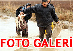 galeri-anons