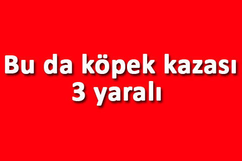 Bu da köpek kazası: 3 yaralı