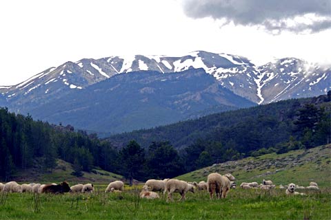 kocayayla-coban-kopegi