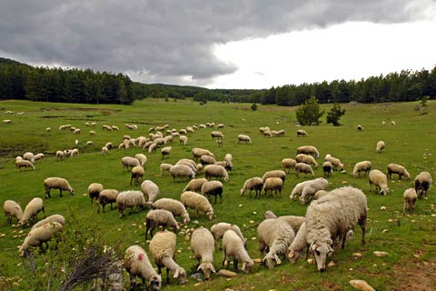 kocayayla-koyun-surusu