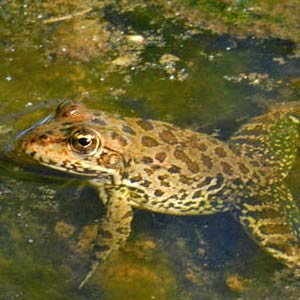 zeki-akakca-esenlerde-balik-avi-kurbaga