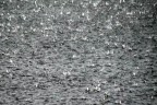 Denizli’de bayramın ilk günü yağmurlu