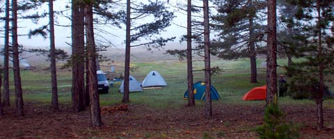 kamp-alani-agaclar