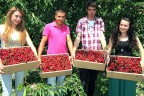 Honaz’da  kiraz hasadı başladı