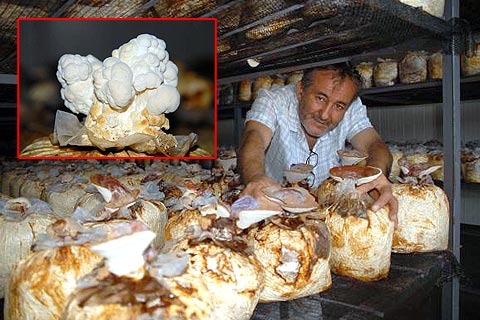Alzheimer hastalığına mantar tedavisi
