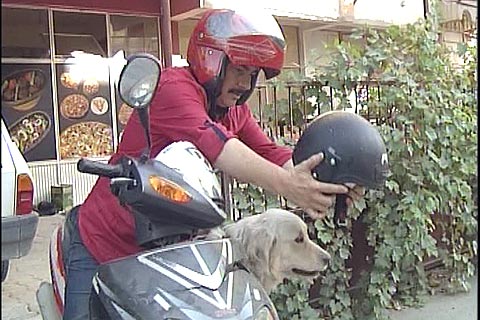 Motosiklet tutkunu köpek kask takıyor