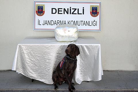 Dedektör köpeği Vaşak 7.5 kilo esrar buldu