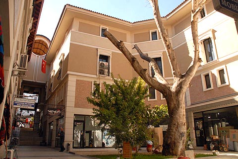 150 yıllık çınar ağacı tamamen kurudu