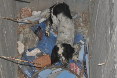 İtfaiyecilerin köpek kurtarma operasyonu