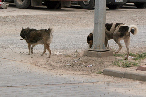 Sokak köpekleri sahipsiz kaldı   