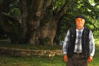 “9 asırlık çınar ağacını kurtarın” çağrısı