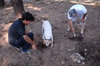 Toprak altındaki trüfü kokusundan buluyorlar