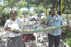 İnsan boyu kabak