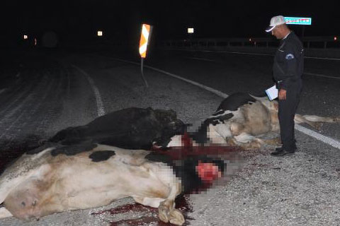 BÜYÜKBAŞ HAVYAN YÜKLÜ KAMYON DEVRİLDİ: 4 İNEK YOL ORTASINDA KESİLDİ