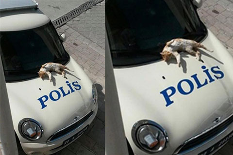 Polis otosu üzerinde güneşlendi