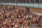 Denizli kanatlı cenneti