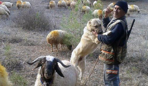 cal_baklan_kangal_kopekleri-ic
