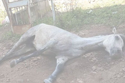 ÖLEN ATINI SATMAK İSTEDİ
