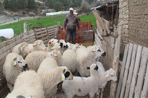 Acıpayam’da hayvancılık desteği