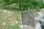 Çameli’de meyve bahçelerini dolu vurdu