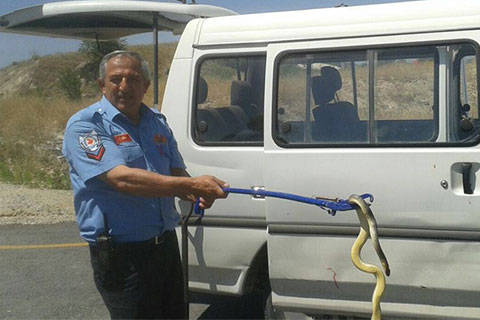 İtfaiye yılanlarla uğraşıyor