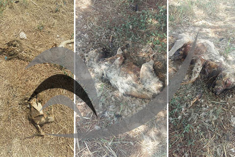 Hayvan Barınağı’ndan ürperten fotoğraflar