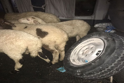 Sahibinin haberi yoktu, çalınan koyunlar bulundu